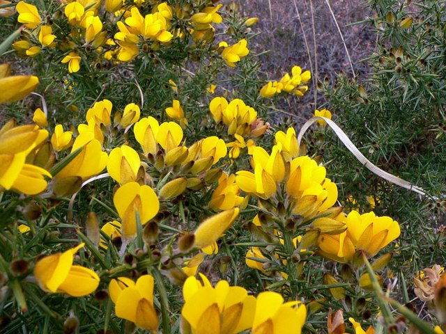 Photo of gorse flowers