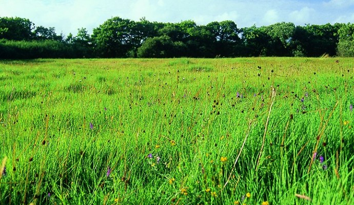 Photo of Clum grassland meadow at Dunsdon