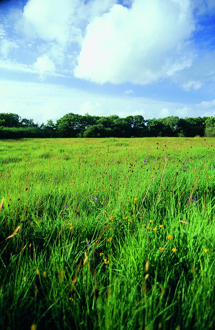 Photo of Clum grassland meadow at Dunsdon