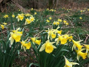 Dunsford Wood by Derek Harper