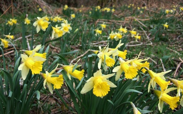 Photo of daffodils in a woodland