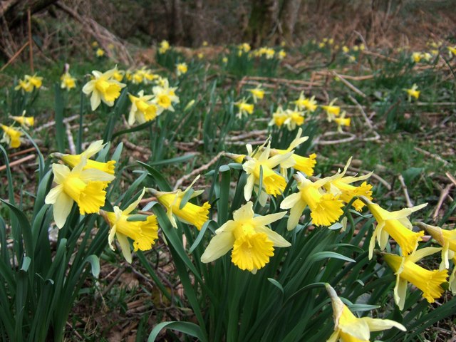 Photo of daffodils in a woodland