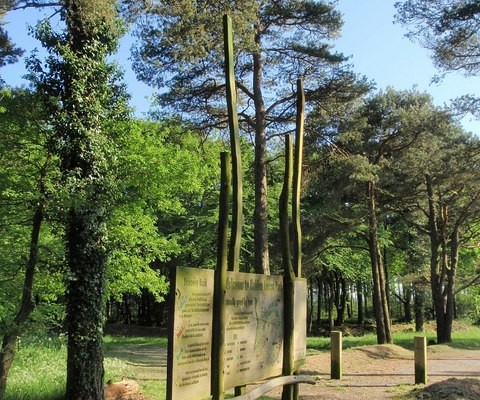 Photo of trails at Haldon Forest Park