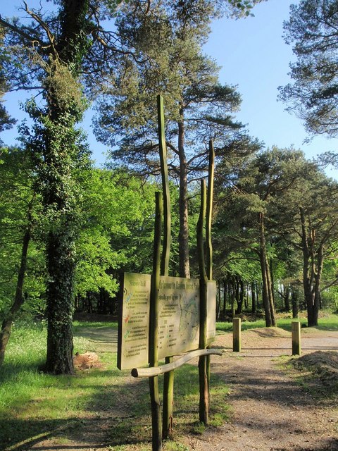 Photo of trails at Haldon Forest Park