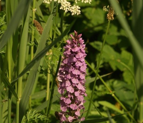 Photo of an orchid at Jetty Marsh, Newton Abbot