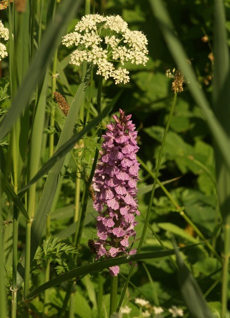 Photo of an orchid at Jetty Marsh, Newton Abbot