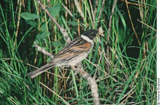 Reed Bunting copyright Natural England Michael Hammett