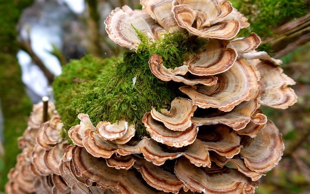 Photo of bracket fungus