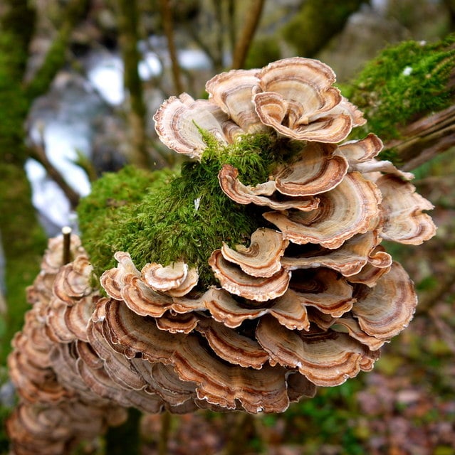 Photo of bracket fungus