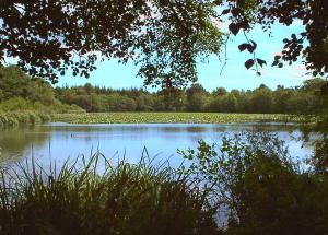 Photo looking out over Stover Lake through trees