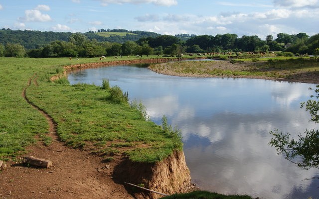 Photo of the river Exe through fields of cows at Brampford Speke