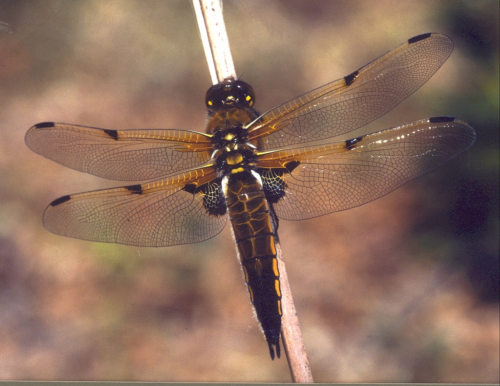 Photo of a brown dragonfly