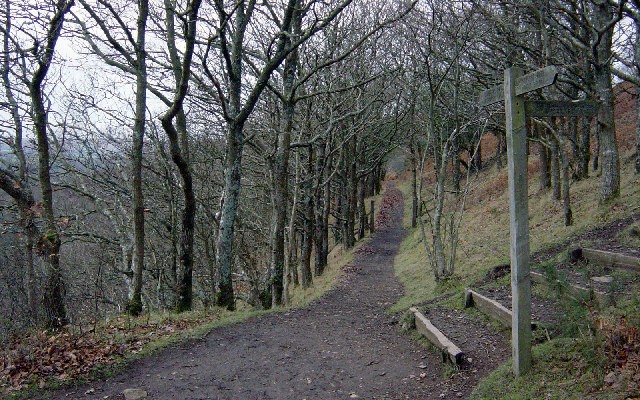 Photo of a trail through open woodland on the side of a steep slope above the Teign Gorge