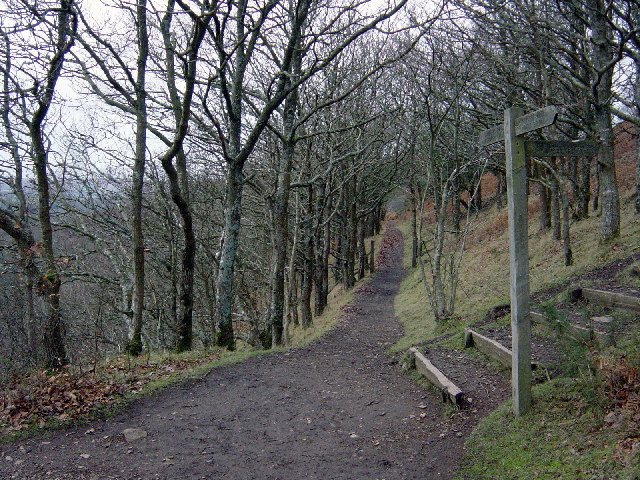 Photo of a trail through open woodland on the side of a steep slope above the Teign Gorge