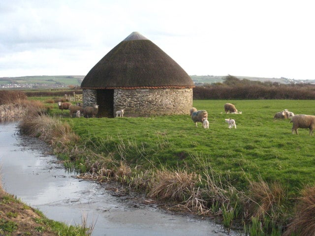 Photo of an old stone and thatched barn in a field of sheep at Braunton Great Field