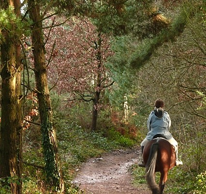 Photo of a horse rider on a trail through woodlands at East Budleigh Common