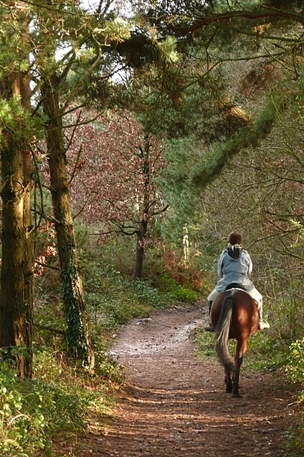 Photo of a horse rider on a trail through woodlands at East Budleigh Common