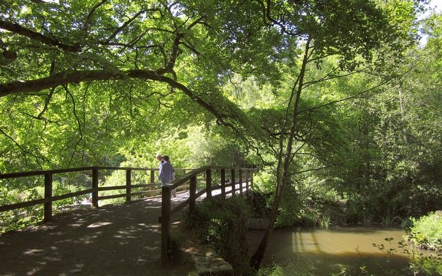 Photo of a bridge in woodland on the Stover Heritage Trail