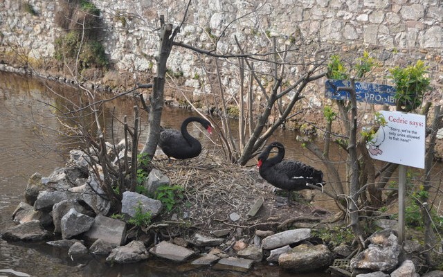 Photo of black swans on a nest in Dawlish