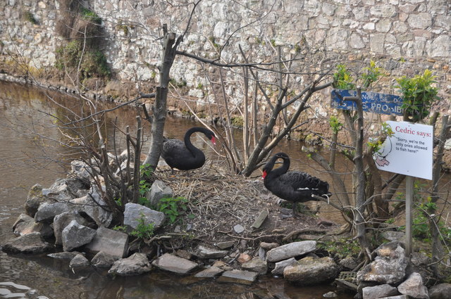 Photo of black swans on a nest in Dawlish