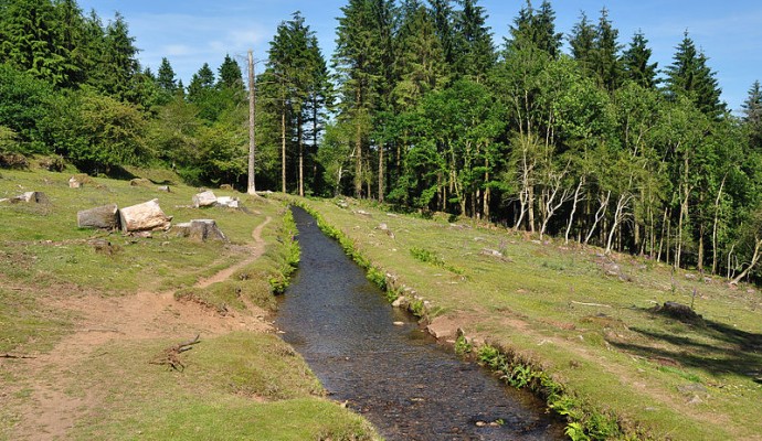 Photo of Devonport leat running through heathland and woodland