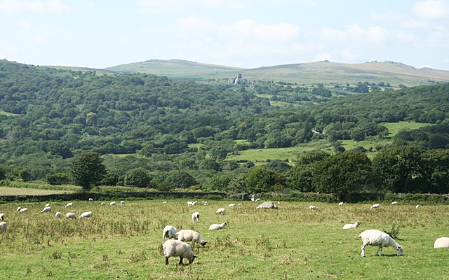 Photo of sheep in fields in the foreground and a a wooded valley