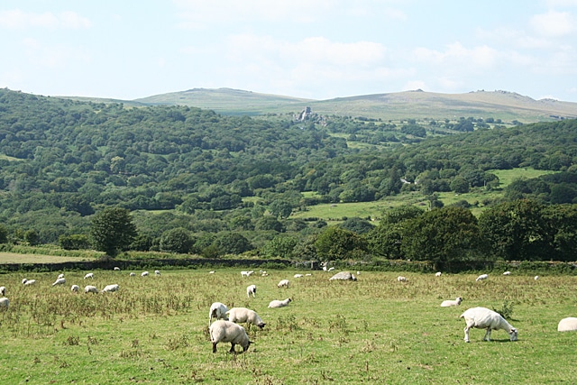 Photo of sheep in fields in the foreground and a a wooded valley