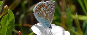 Common-Blue800 Copyright Exmoor National Park