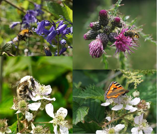 Photo montage of four photos showing pollinators on various wildflowers