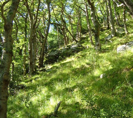 Photo of a sunny woodland scene at Wester Wood in the East Lyn valley near Lynmouth