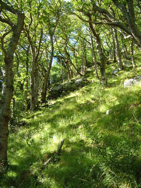 Photo of a sunny woodland scene at Wester Wood in the East Lyn valley near Lynmouth