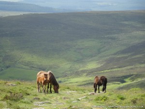 Dartmoor ponies Hameldown Copyright Sue Viccars www.dartmoormagazine.co.uk