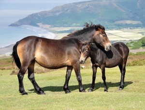 Exmoor mare and foal, Porlock Common Copyright Nilfanion https://commons.wikimedia.org/wiki/File:Exmoor_ponies_on_Porlock_Common.jpg