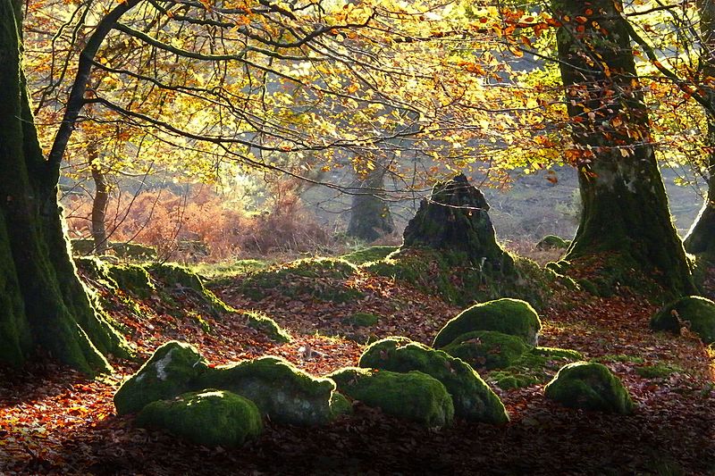 Photo of a beech wood in autumn showing autumn leaves and rocks