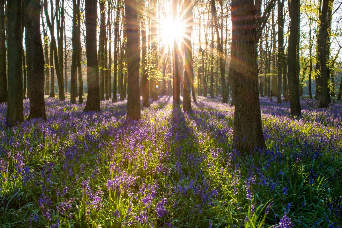 Photo of sunlight streaming through trees in a bluebell forest