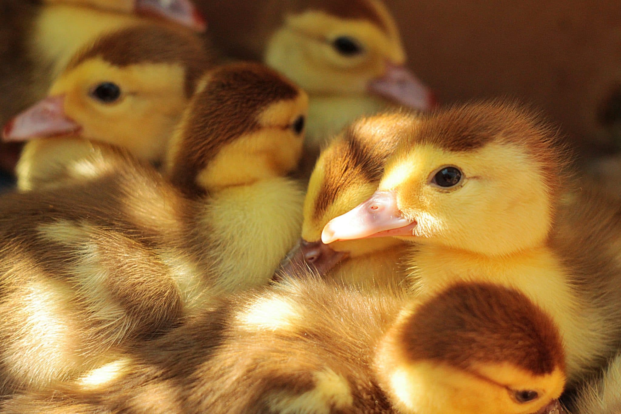 Photo of ducklings