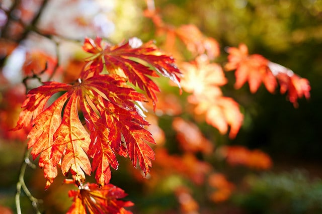 Photo of red and orange maple leaves in Autumn