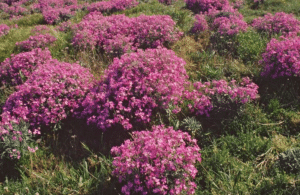 Photo of sea stock a rare British coastal plant found in Devon