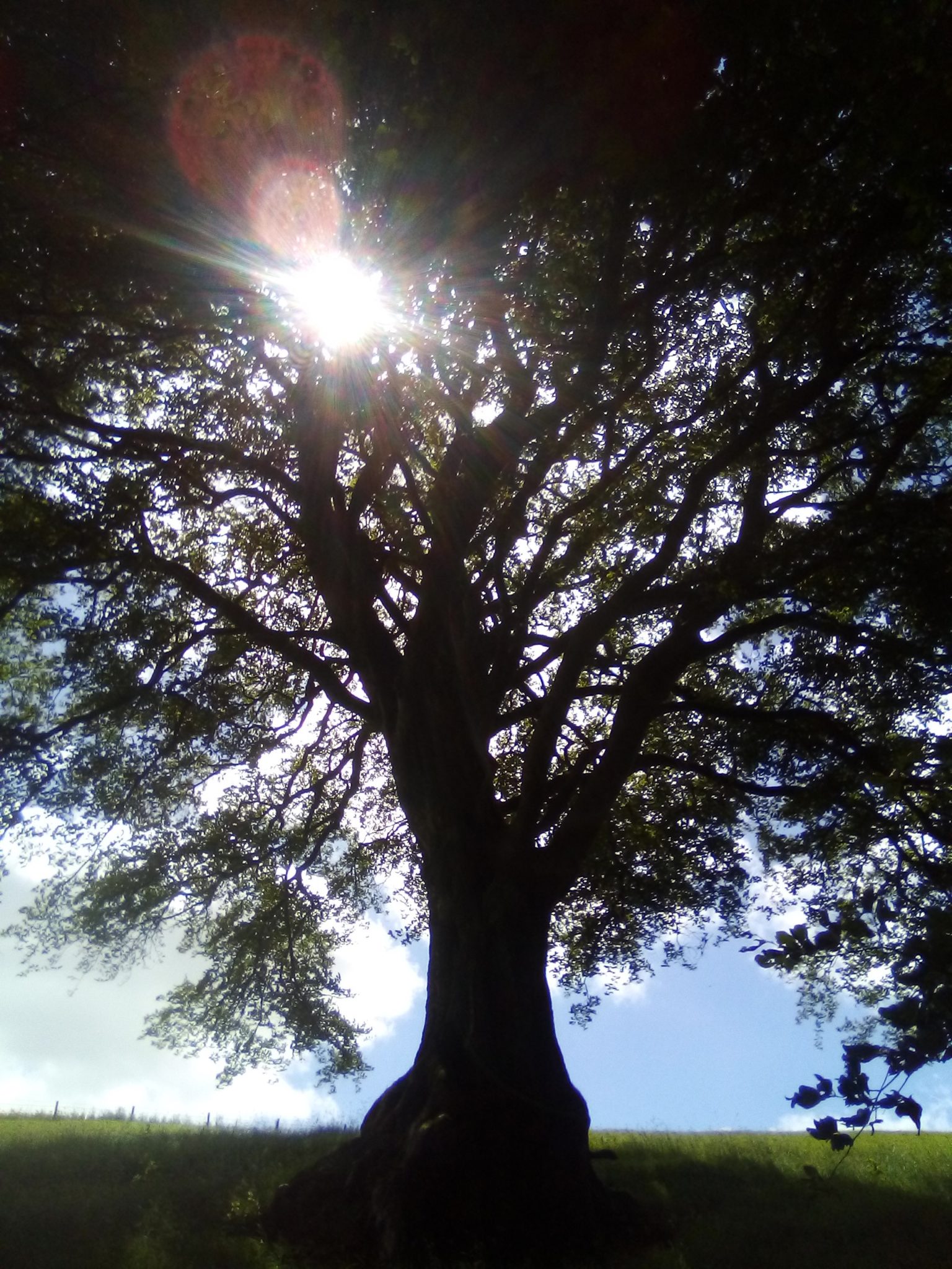 Photo of the sun shining through a beech tree