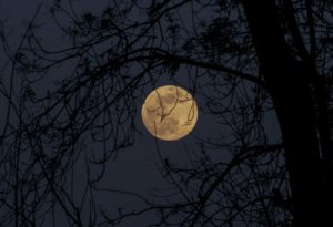 Photo of the moon through tree branches