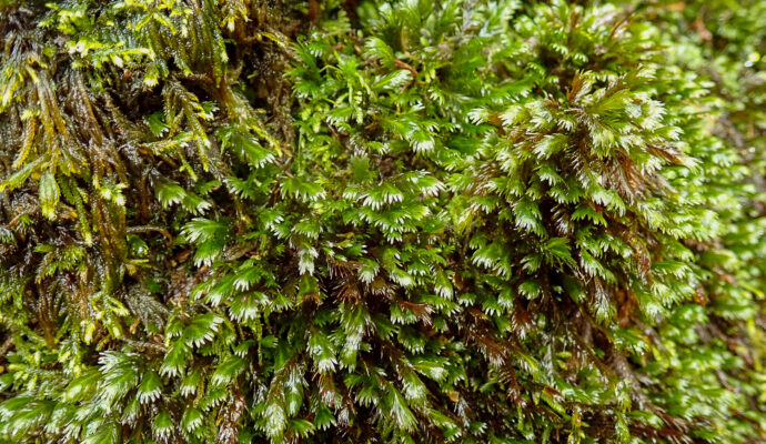 Many leaved pocketmoss Sharon Pilkington