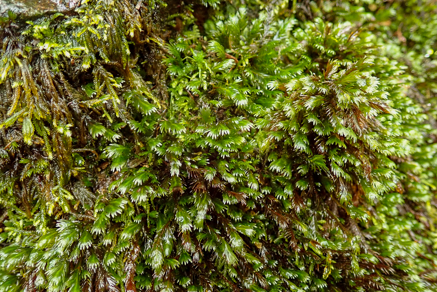Many leaved pocketmoss Sharon Pilkington