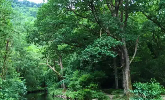 Fingle bridge River Teign Adrian Colston