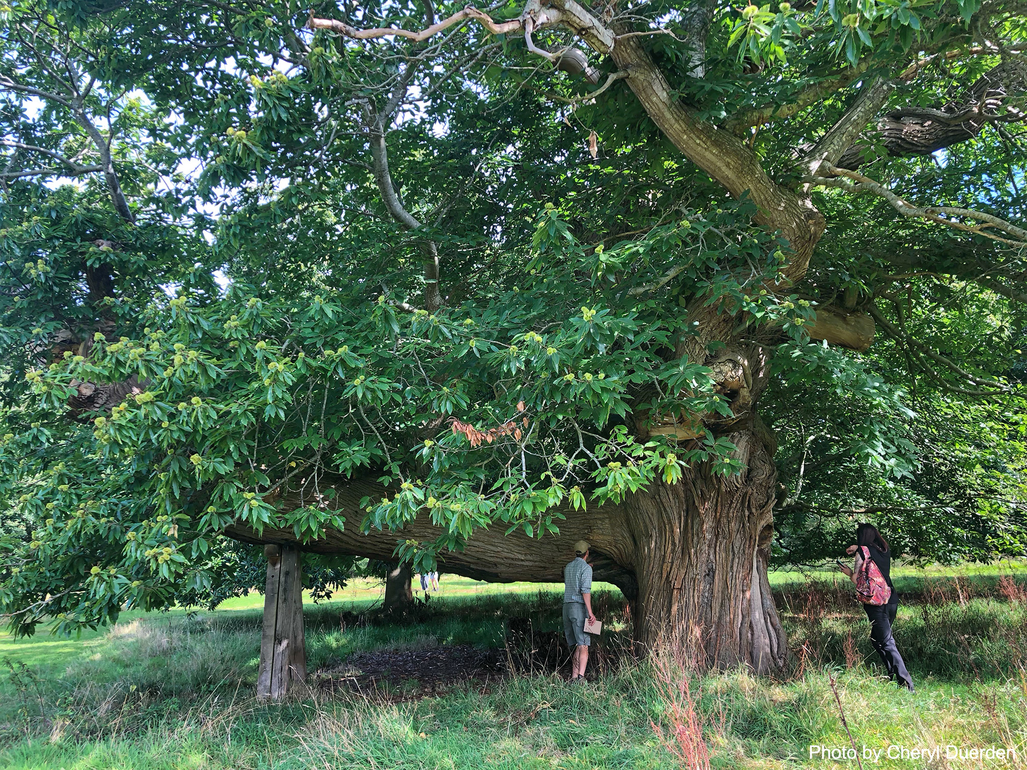 Killerton002